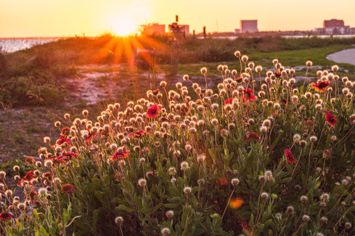 Blanket flowers line a beach area in springtime at Cypress Point Park in Tampa at dusk.
