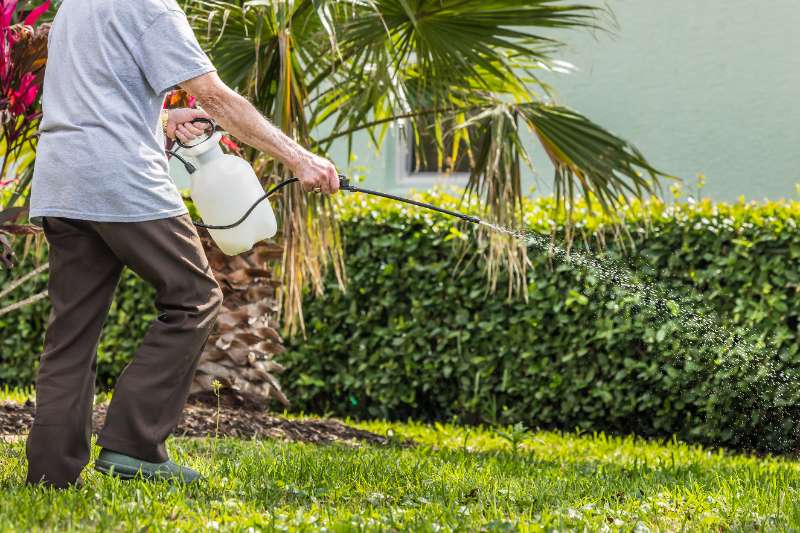 A man is spraying weed killer herbicide on green grass in a yard