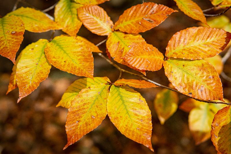 Close-up of golden-yellow American Beech leaves turning orange in autumn, showing distinct veins and slightly serrated edges.