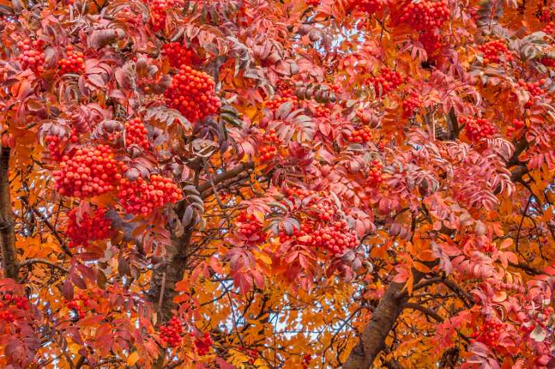 Clustered red berries and vibrant orange-red leaves of American Mountain Ash tree, creating a fiery autumn display in bright sunlight.