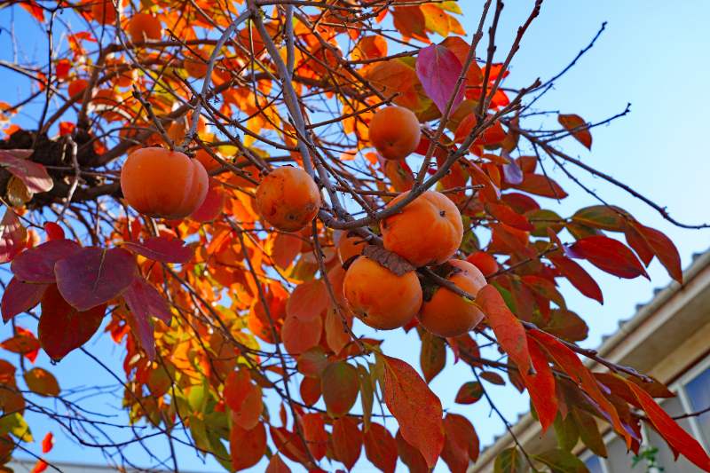 Branch of American Persimmon tree with orange fruits hanging among reddish autumn leaves against a clear blue sky.