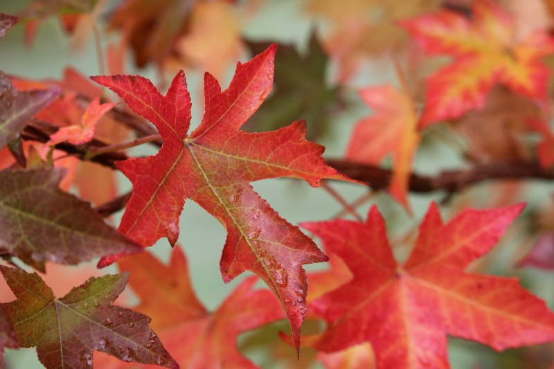 Brightly colored American Sweetgum leaves in vivid shades of red, orange, and burgundy, displaying star-shaped patterns during autumn.