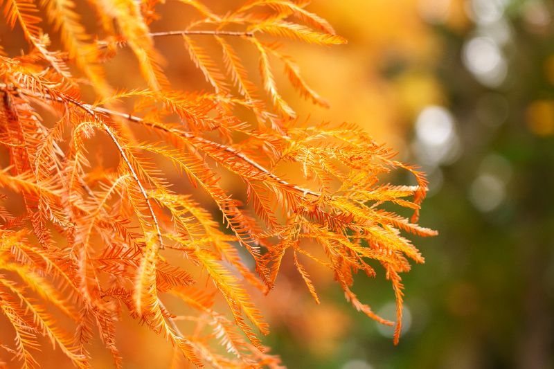 Golden-orange Bald Cypress needles in soft sunlight, feathery and delicate, capturing the autumn transformation of this deciduous conifer.