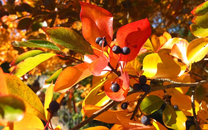 Glossy red, orange, and green Black Gum leaves with small clusters of dark berries, showcasing the tree’s autumnal beauty.