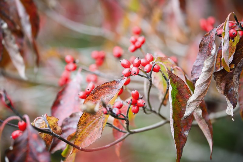 Wilted reddish-brown Flowering Dogwood leaves and clusters of shiny red berries, illustrating the tree’s seasonal transition into late autumn.