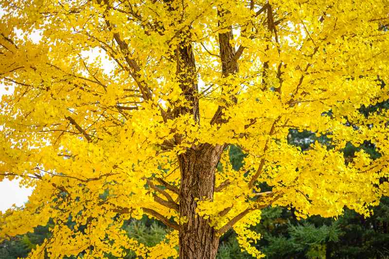 Brilliant yellow fan-shaped Ginkgo leaves covering branches densely, glowing under autumn light with tree trunk prominently visible.