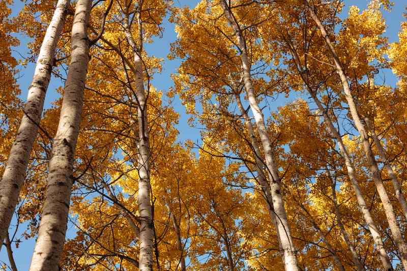Tall Quaking Aspen trees with slender white trunks and golden-yellow foliage, contrasting beautifully with the blue autumn sky.