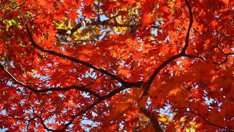 Fiery red-orange Red Maple leaves illuminated by sunlight, creating a vibrant autumn canopy with distinct pointed lobes.