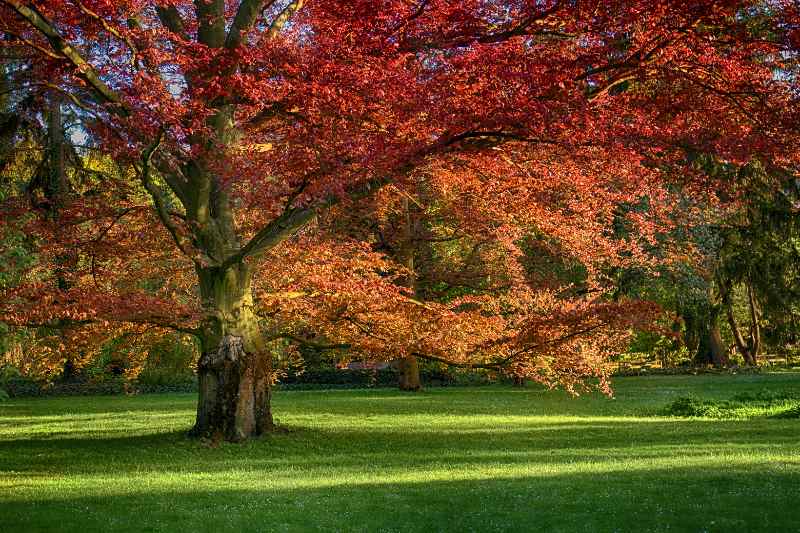 Majestic Red Oak tree with deep red autumn leaves spreading wide, sunlight filtering through branches, casting shadows on grass.