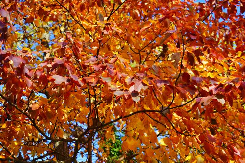 Sassafras tree branches full of orange, yellow, and red autumn leaves against a bright blue sky, showcasing their varied shapes.