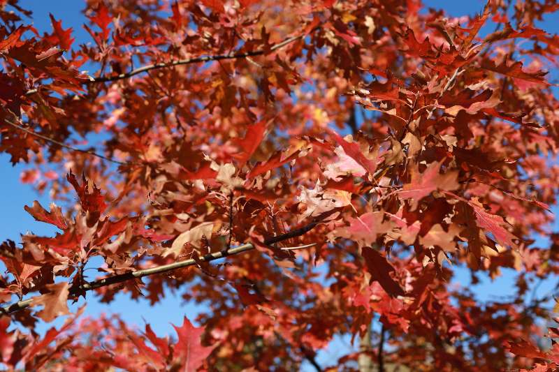 Scarlet Oak tree with brilliant red leaves under clear blue sky, lobed foliage glowing vividly in autumn sunlight.