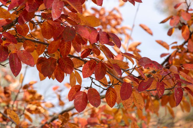 Close-up of Serviceberry branches with oval leaves turning orange-red in autumn, creating a soft seasonal texture against pale background.