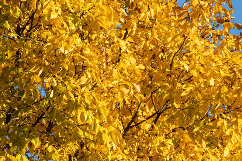 Golden-yellow autumn foliage of Shagbark Hickory tree, leaves densely packed, glowing brightly in direct sunlight against clear blue sky.