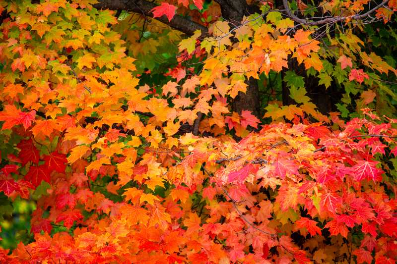 Sugar Maple branches with a vibrant mix of orange, red, and yellow autumn leaves, creating a fiery seasonal display.