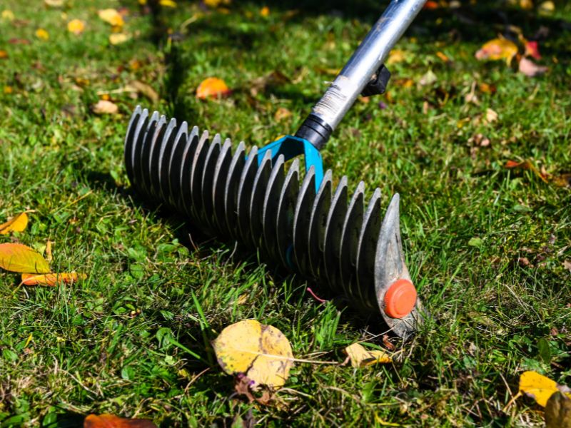 A lawn thatcher in a garden with yellow leaves on the grass.  