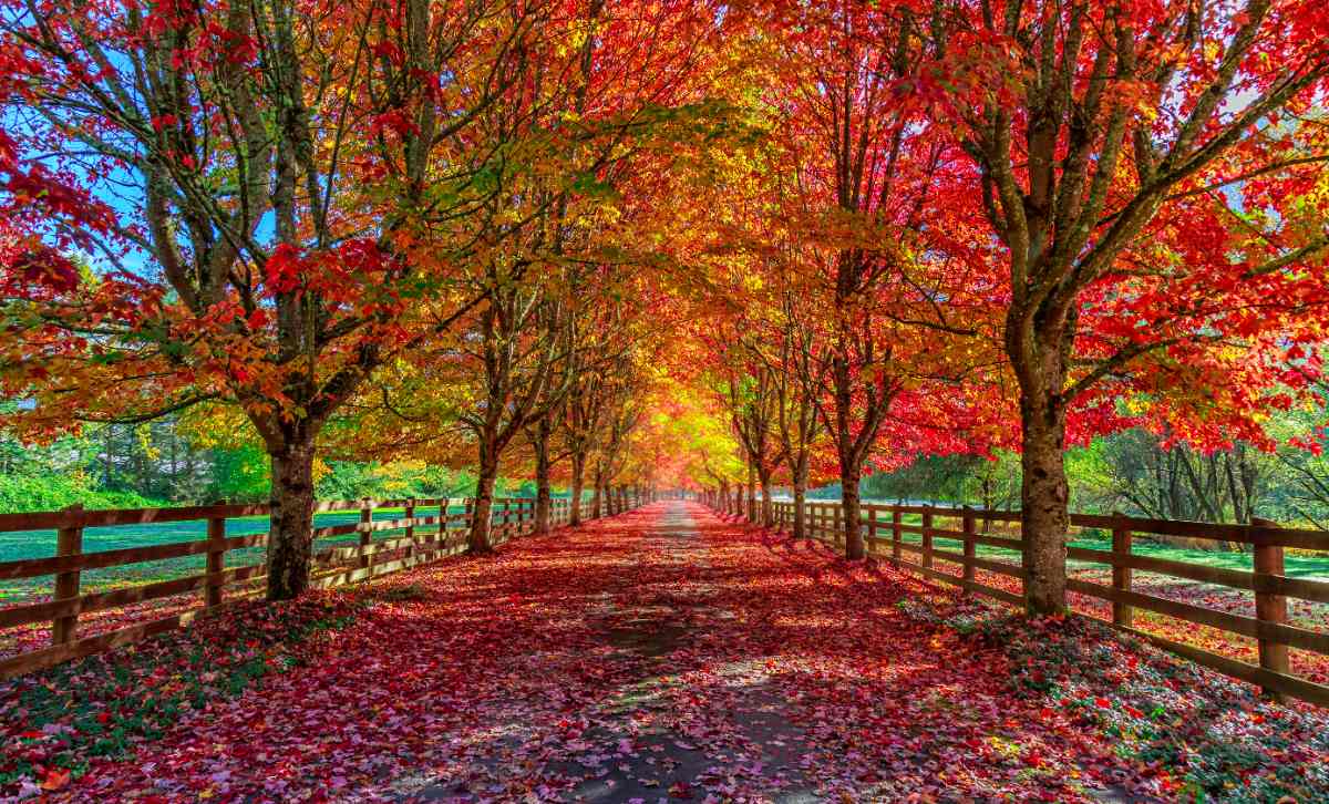Tall trees with orange and red leaves line a long driveway with a wood fence during autumn.