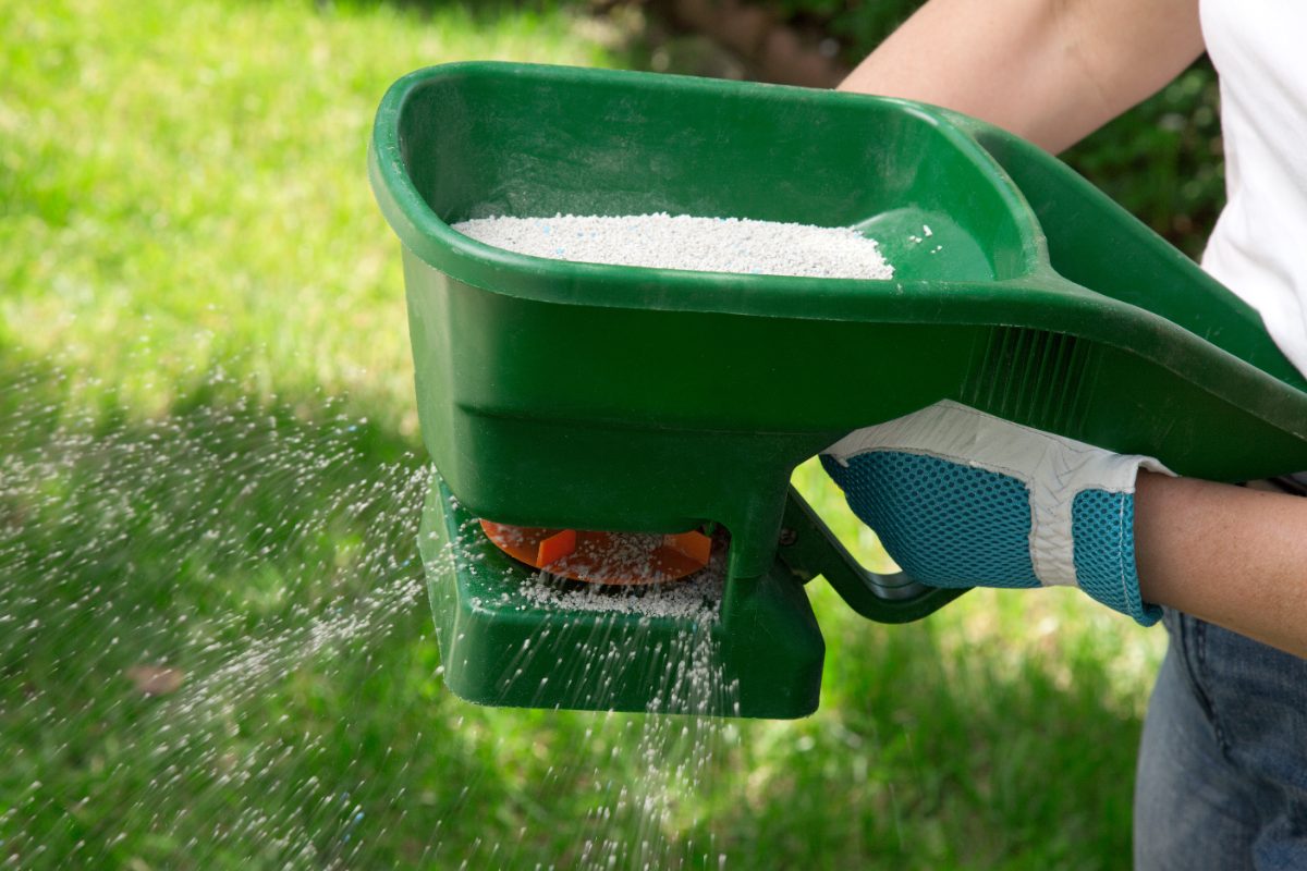 Person spreading granular fertilizer on green lawn using handheld spreader, wearing protective gloves, ensuring even distribution for healthy grass growth.