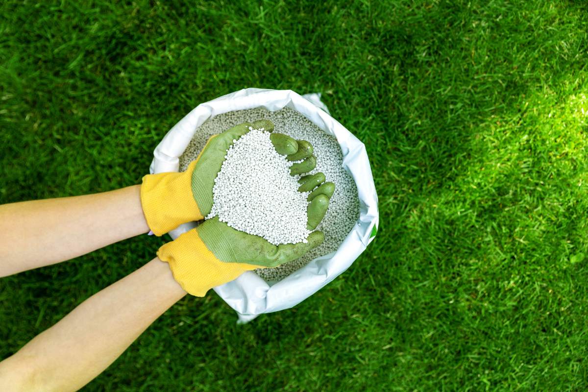 Person wearing yellow gloves holding white granular fertilizer above an open bag, standing on green lawn, preparing for garden application.