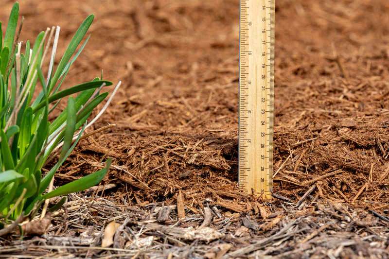 Measuring the depth of wood mulch in flowerbed.
