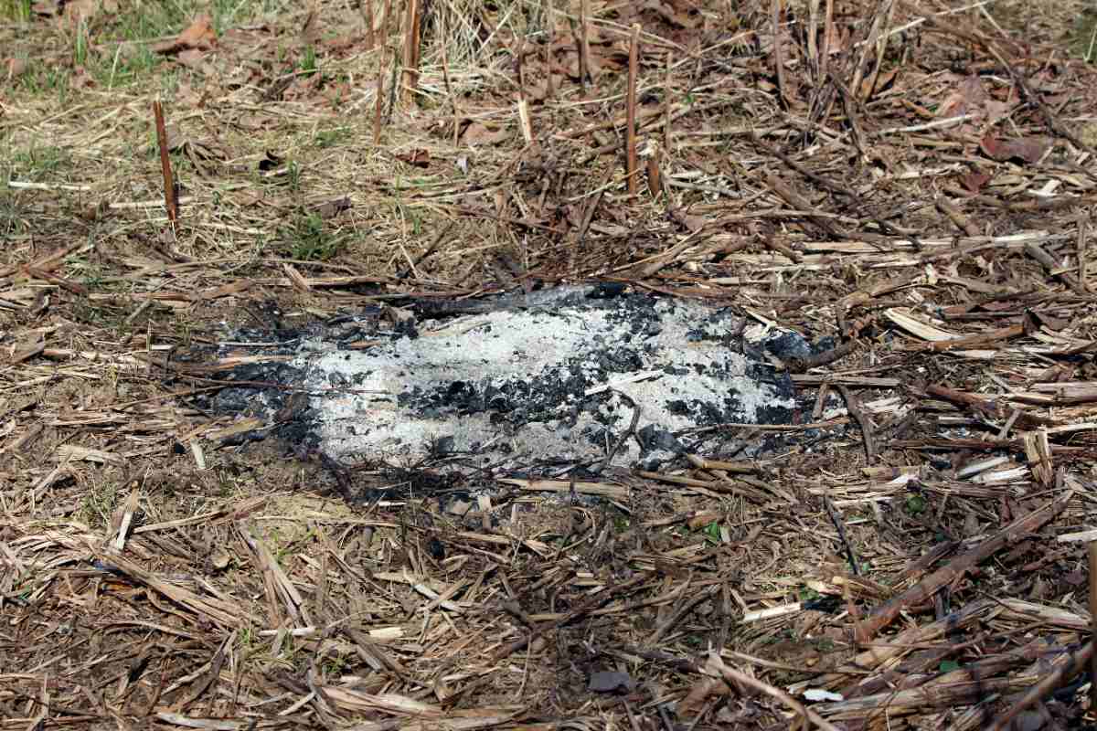 A large pile of white and black fire ashes is visible on the dry, brown ground, which is covered in flammable wood mulch and debris.
