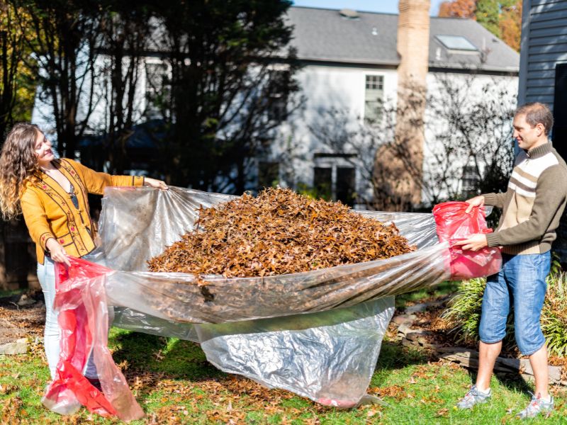 A smiling couple uses a large clear plastic tarp to collect a huge pile of dry autumn leaves in a suburban backyard.