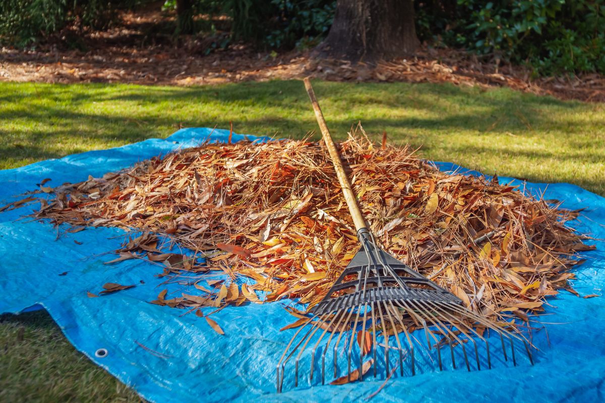 Pile of fall leaves and fan rake on blue tarp for cleaning.