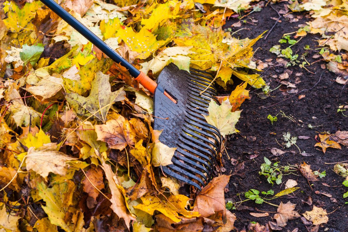 cleaning wet leaves using a rake