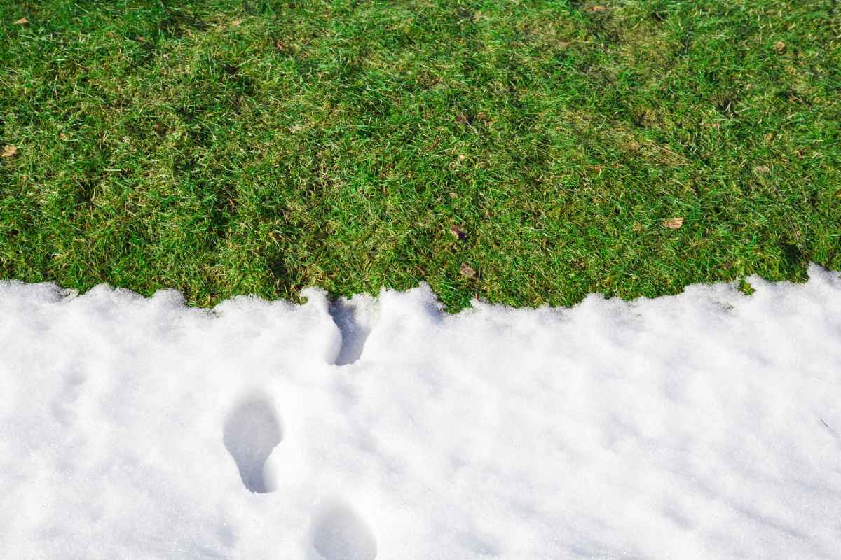 Footprints in melting snow, with green grass along the snowy edge