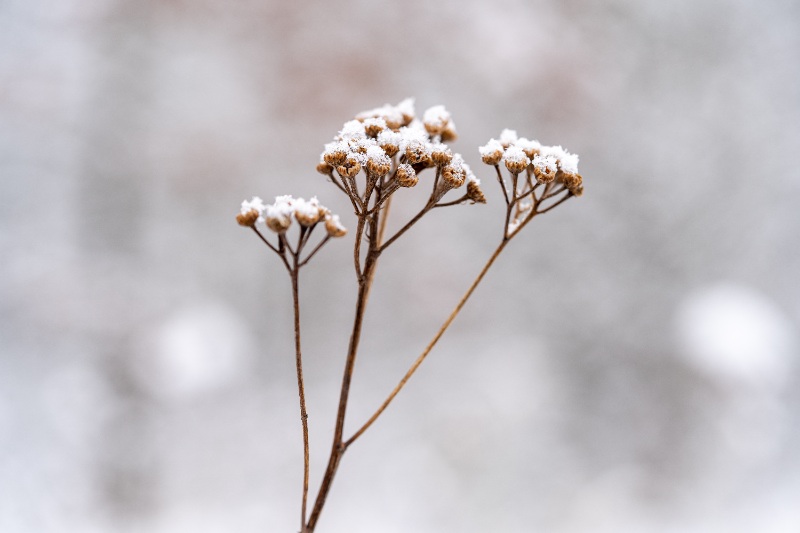 Common yarrow covered in snow in a winter landscape