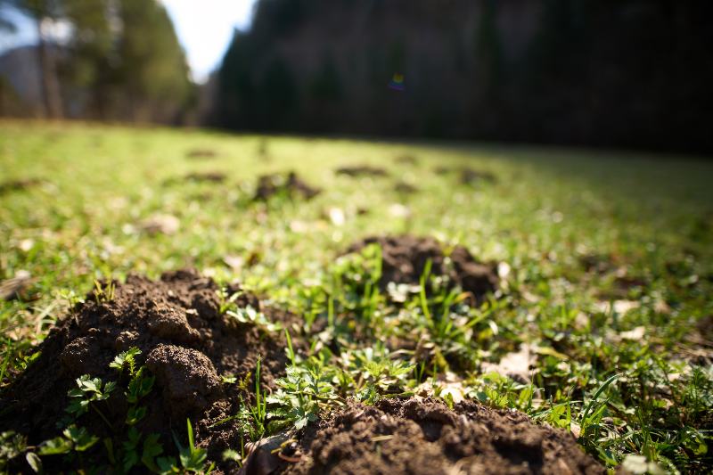 Moles damaged landscape of the lawn with raised mounds and ridges