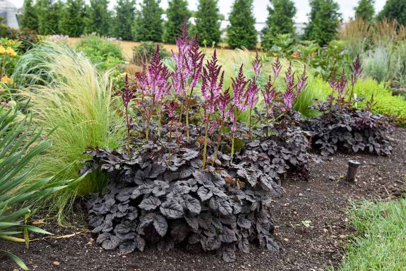 Astilbe ‘Dark Side of the Moon’ with dark purple foliage and tall pink flower plumes growing in a landscaped garden bed.