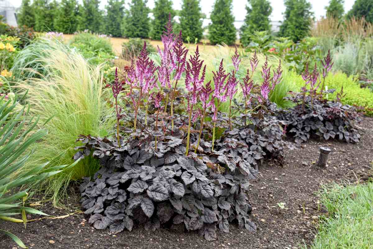 Dark-leafed plants with bright purple sprouts add a gothic element to a green garden. They are surrounded by wispy grasses and tall green pines.
