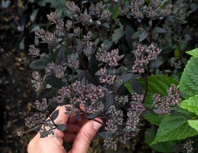 A person holding a stem of Back in Black sedum, showing dark foliage and clusters of small, unopened reddish buds.