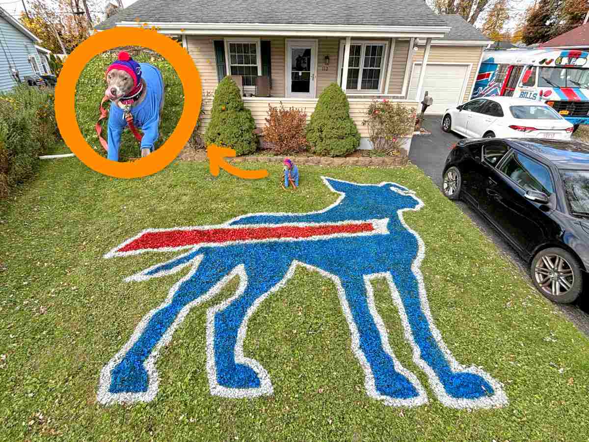 A bills logo is painted in the shape of a dog on the front lawn of a home. The dog sits behind the logo, with a closeup image at the top left showing the dog.