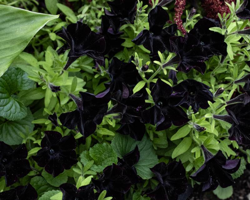 Close-up of Black Mamba petunias with deep black velvety blooms contrasting against bright green foliage in a garden setting.