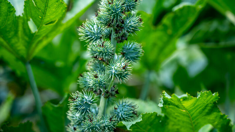 Spiky green seed pods of the castor bean plant stand out amid large, glossy leaves in bright sunlight.