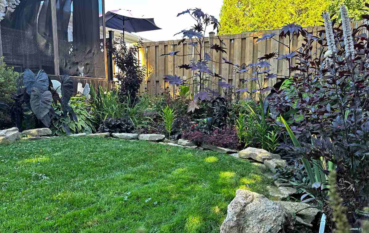 Goth garden with various dark-leafed plants features stone edging, green grass, dark curtains, and a wooden fence.