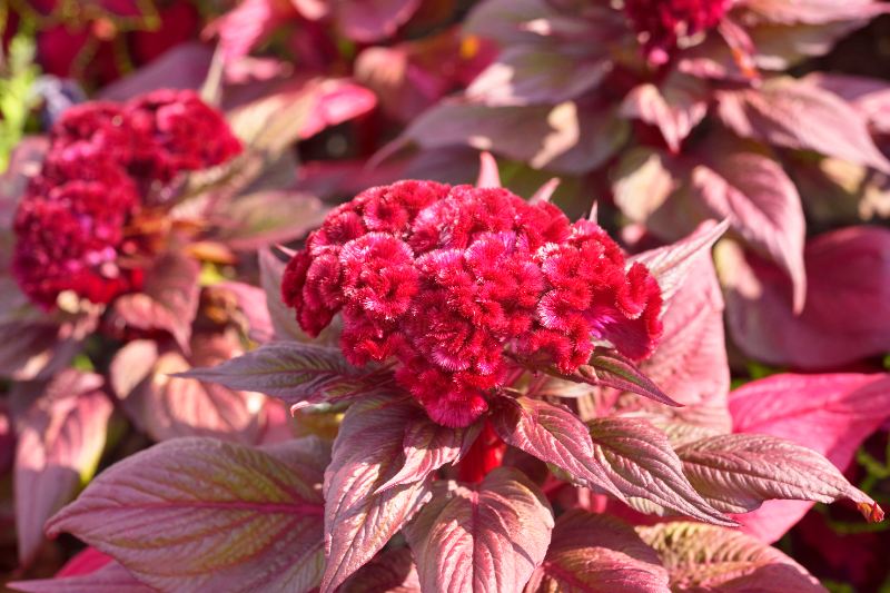 Velvety crimson blooms of the Dracula Celosia rise above rich burgundy leaves, glowing in the warm sunlight.