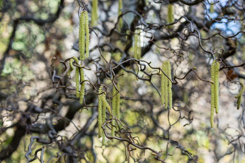 Curly branches of Harry Lauder’s Walking Stick showcase dangling yellow-green catkins against a soft, natural backdrop.