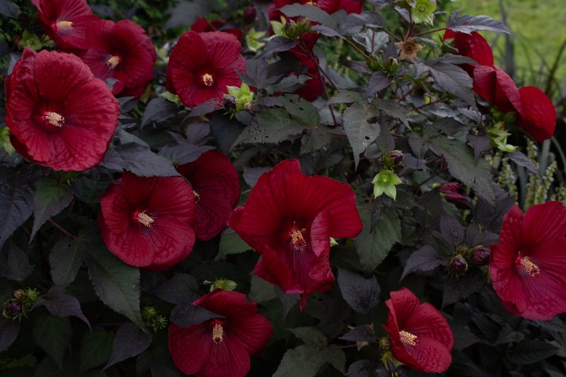 Midnight Marvel hibiscus with large deep red flowers and dark foliage blooming in a lush garden landscape during summer.