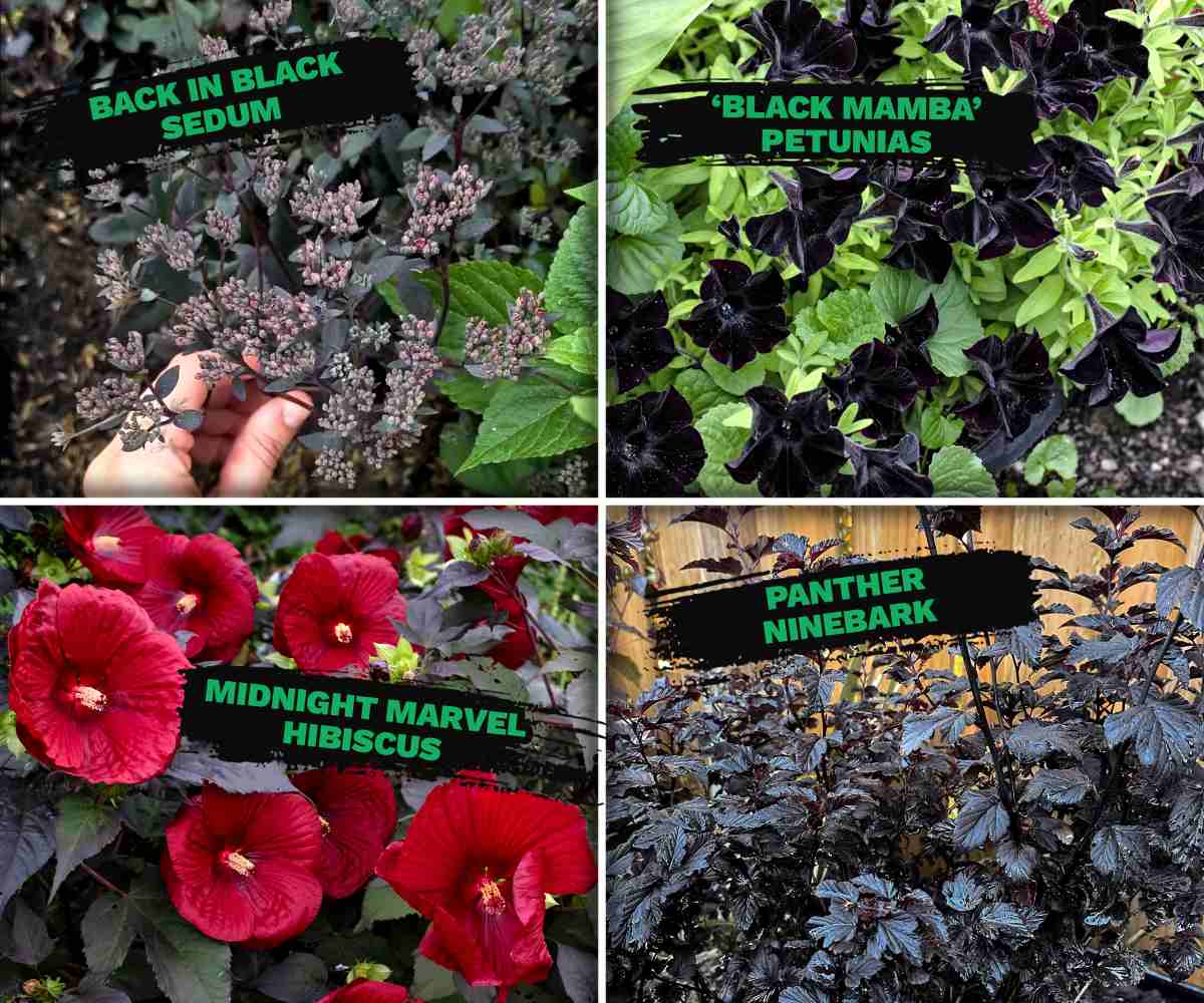 A combined illustration shows a dark sedum cultivar, Black Mamba petunias, midnight marvel hibiscus, and panther ninebark.