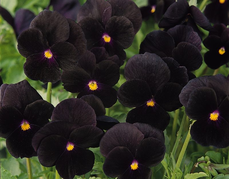 Cluster of Viola Sorbet Black Delight flowers featuring nearly black petals with small yellow centers surrounded by green foliage.