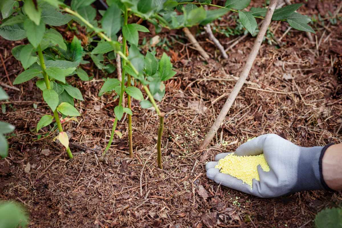 A gardener wearing gloves adds yellow sulfur granules around young green plants in mulched soil to improve soil acidity and plant health.