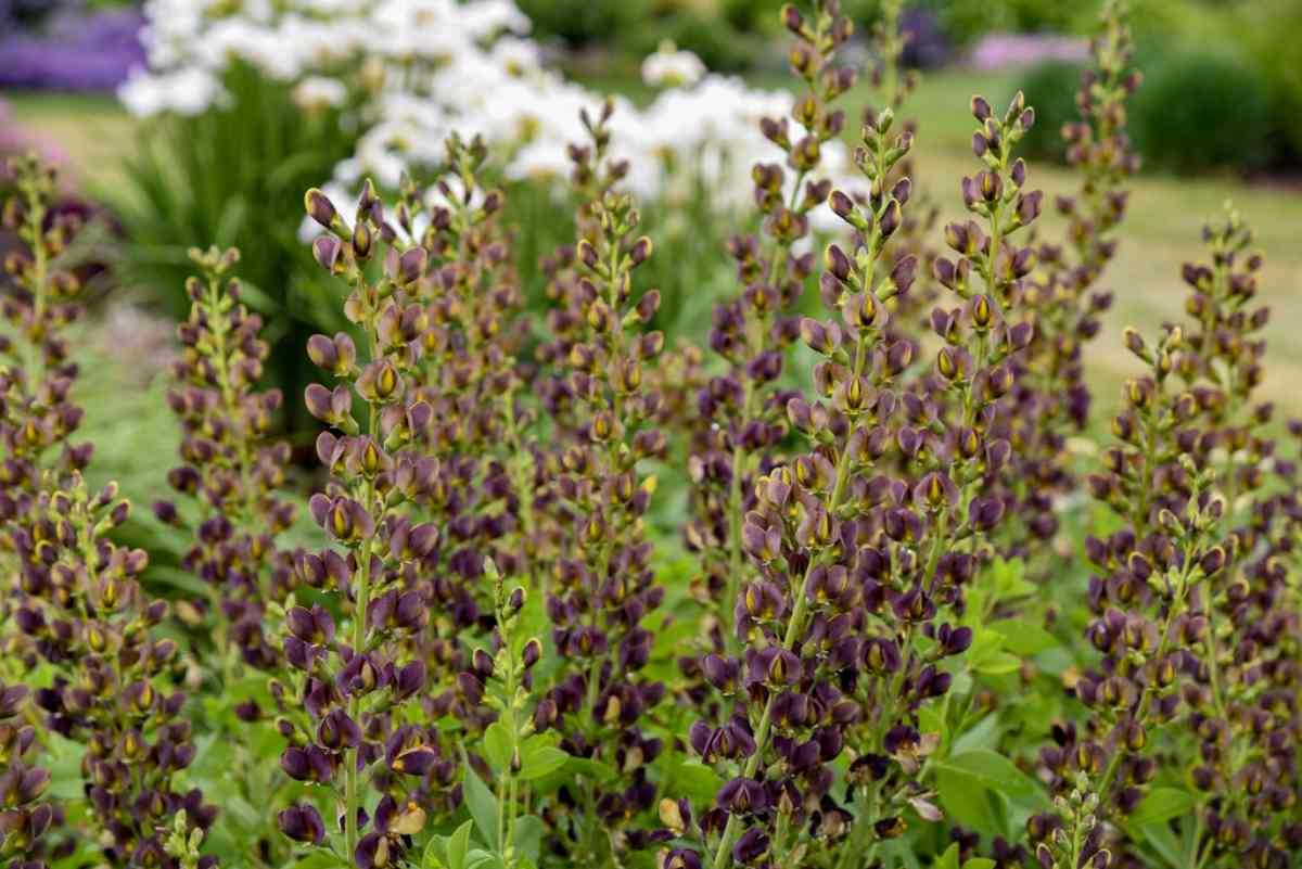 Closeup of a dark chocolate false indigo with tall green leaves and purple flowers.