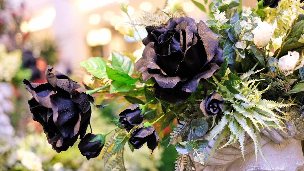 A closeup of gothic-style black roses grouped with white roses and other green plants in a cement vase.
