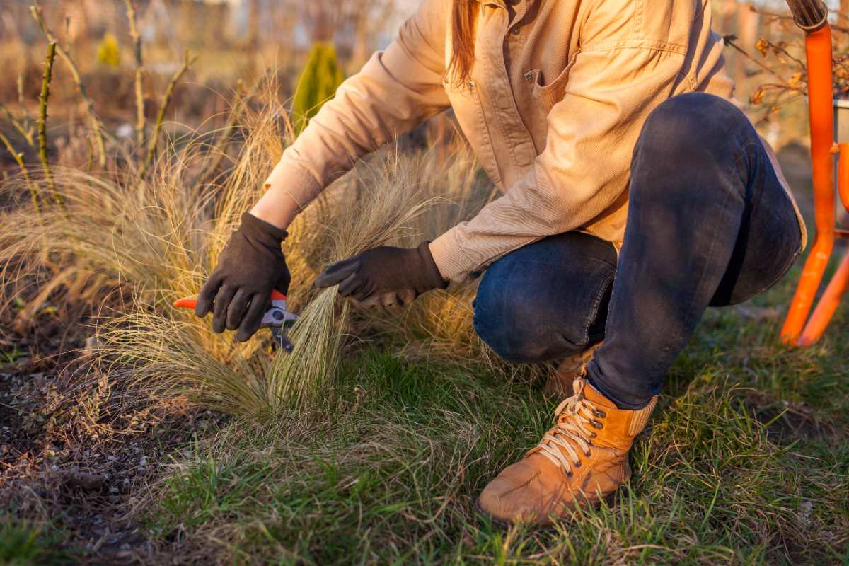 A gardener uses small, handheld shears to cut back brown ornamental grass in order to divide it.