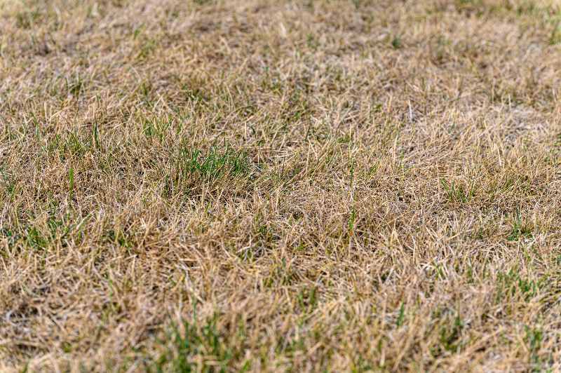 Dry, brown, and patchy lawn with sparse green spots, showing signs of nutrient deficiency, weak growth, and possible disease stress.
