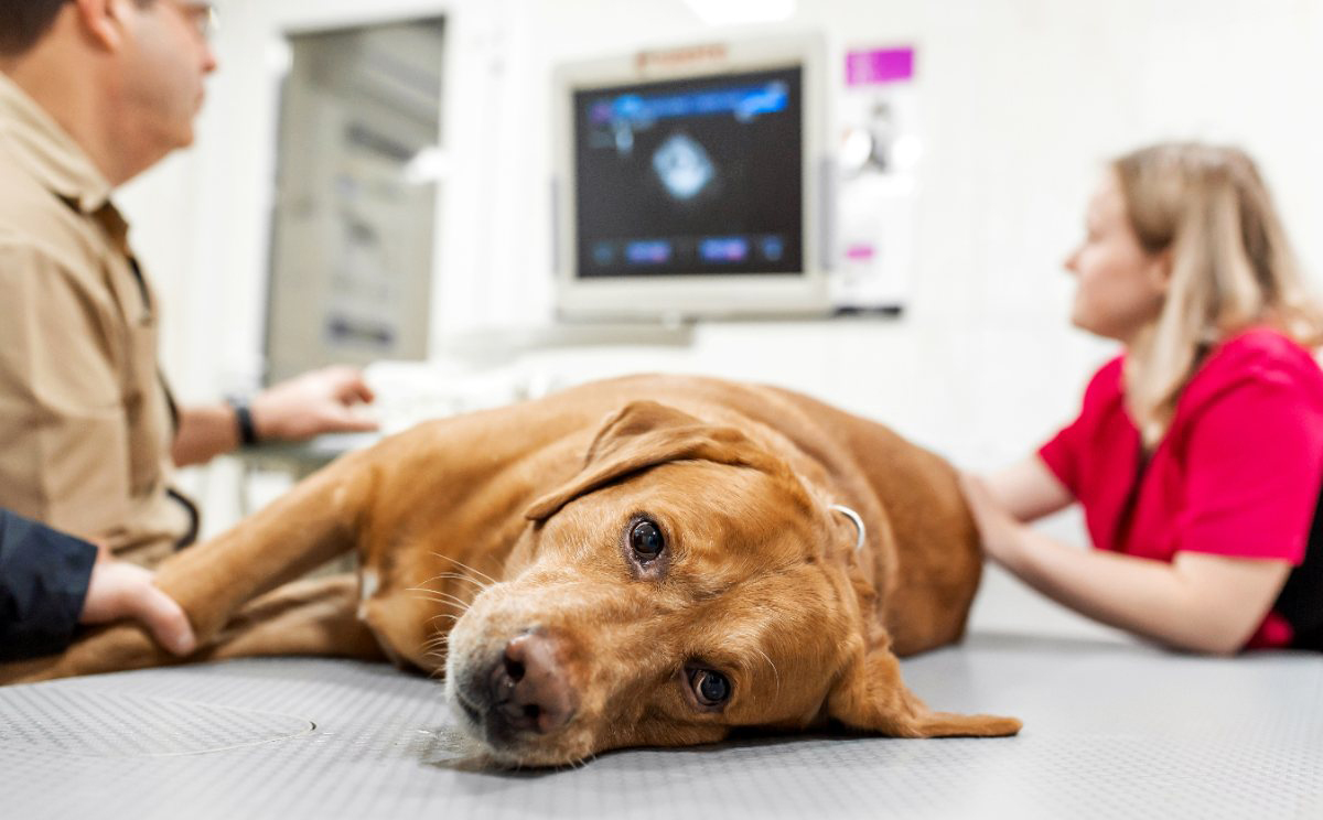 A veterinarian examines a sick brown dog in an office after it became ill from eating grass.