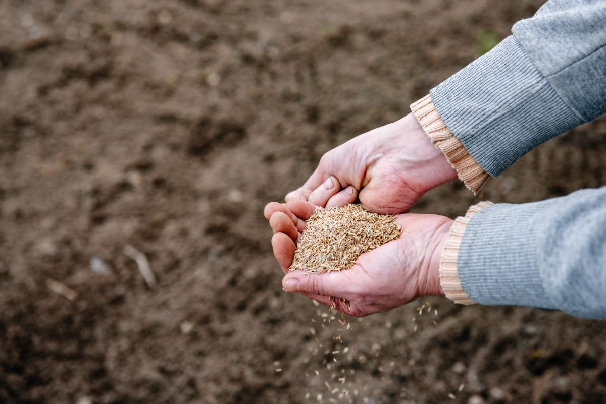 A person spreads grass seed over soil in the fall for dormant seeding.