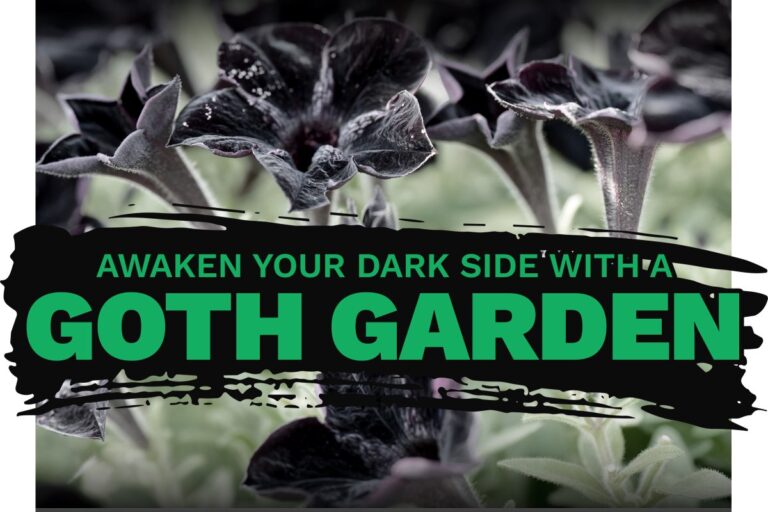Illustrative image of black petunias with the words Awaken your dark side with a goth garden.